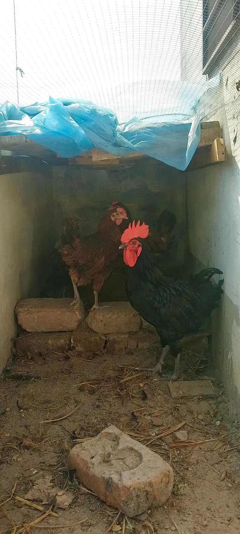 golden misri female — photo 4