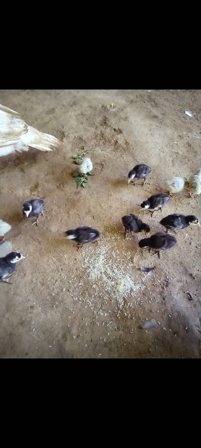 Turkey chicks