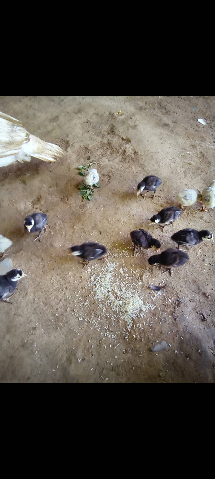 Turkey chicks 0