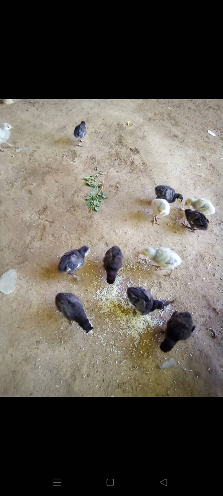 Turkey chicks 1