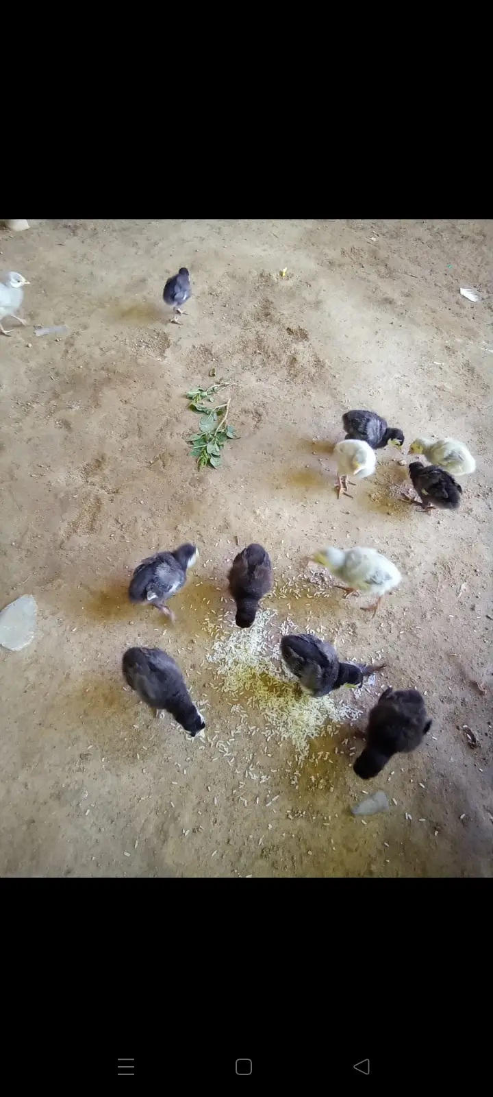 Turkey chicks — photo 2