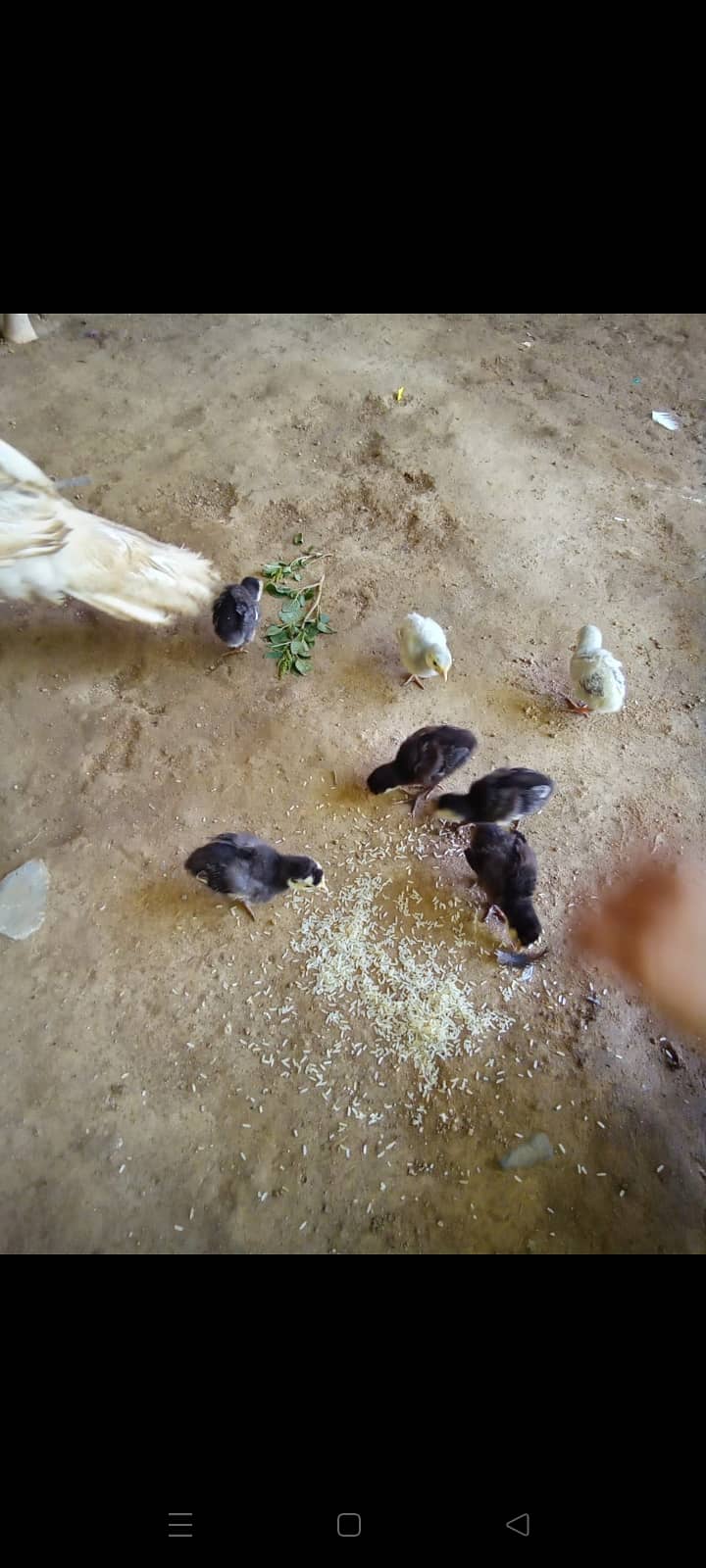 Turkey chicks 2