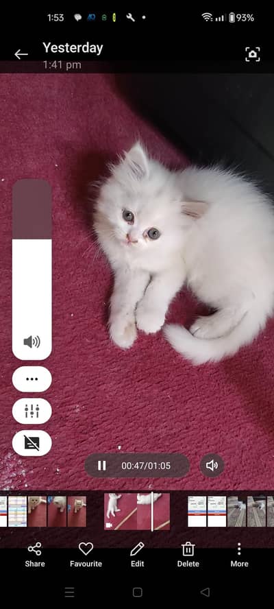 Persian kittens