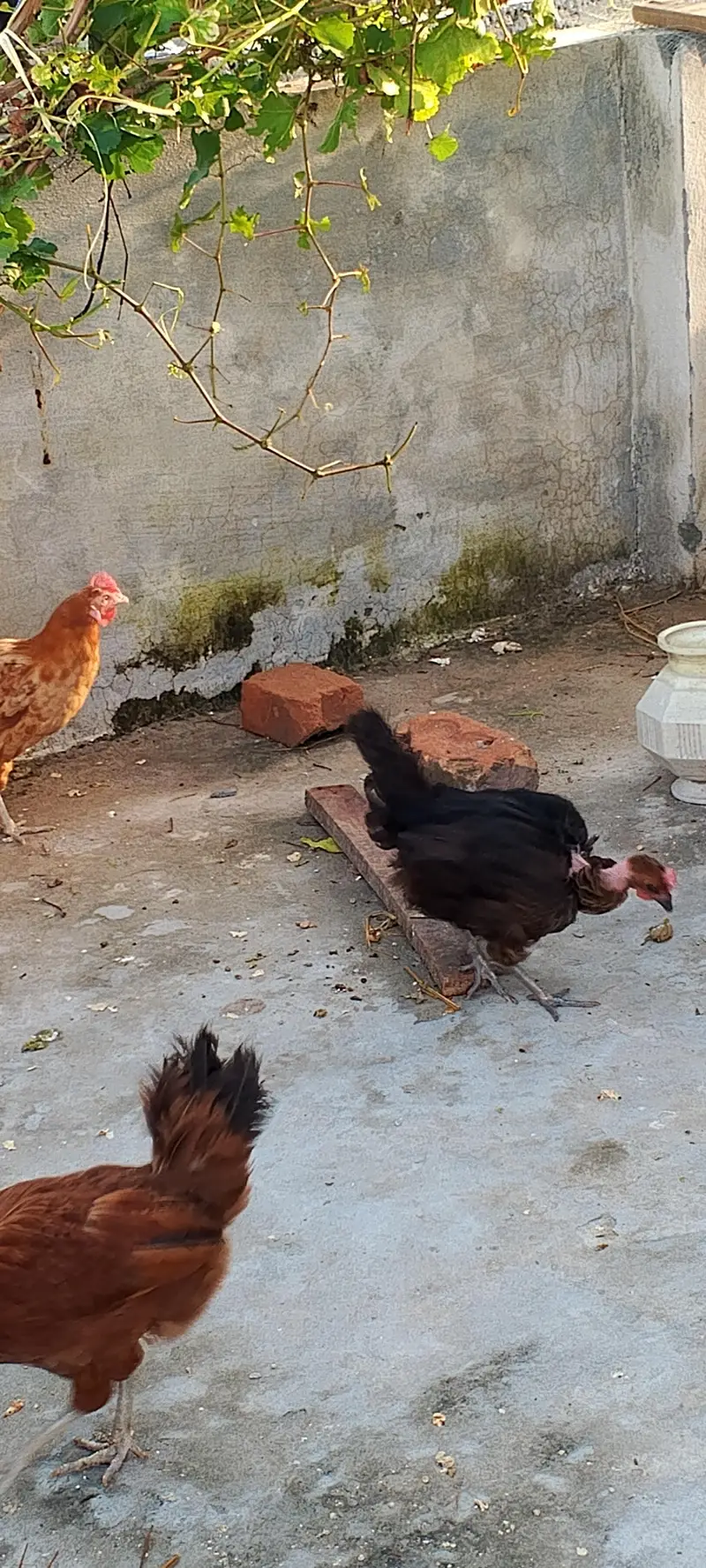 golden misri female — photo 5