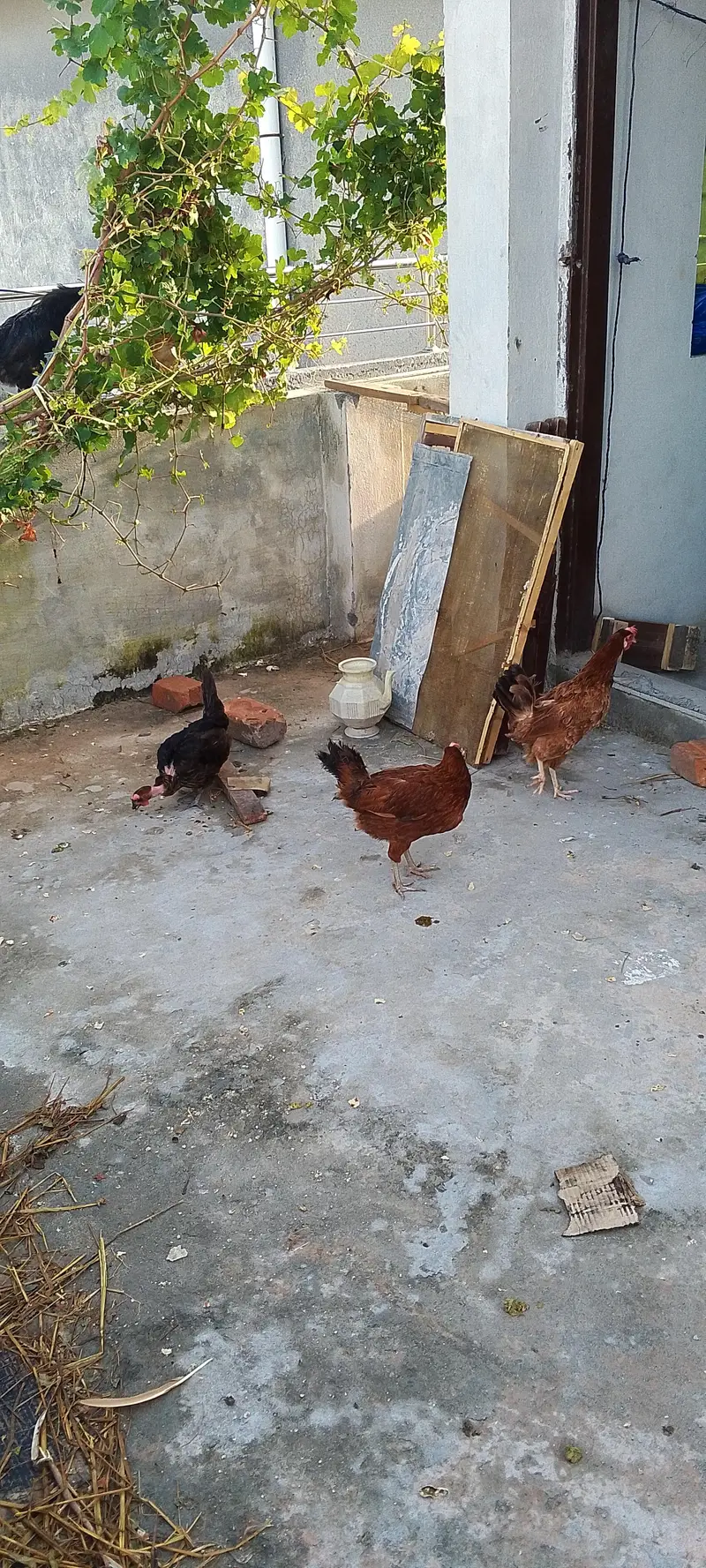 golden misri female — photo 7