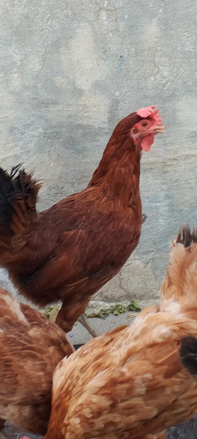 golden misri female — photo 8
