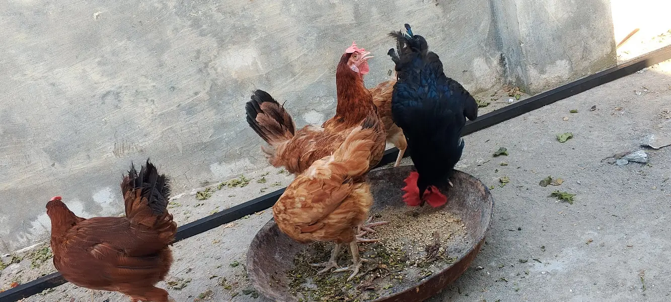 golden misri female — photo 9