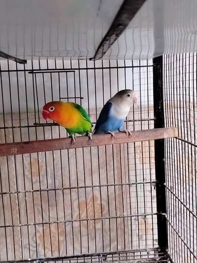 lovebirds breeder pair and cage