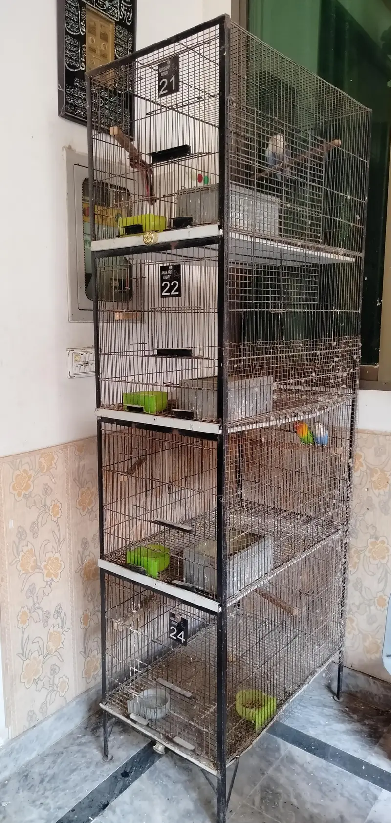 lovebirds breeder pair and cage — photo 2