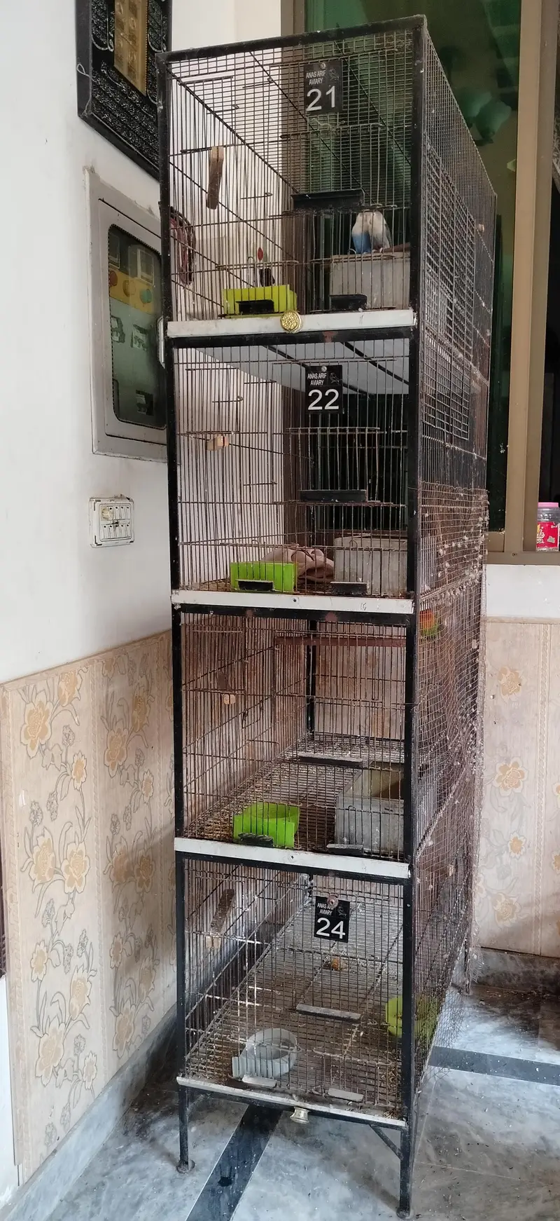 lovebirds breeder pair and cage — photo 3