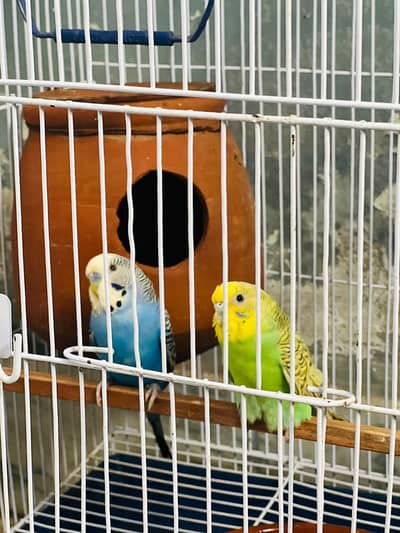 Budgies Pair | With Cage | Breeder Healthy Active | Australian Parrots