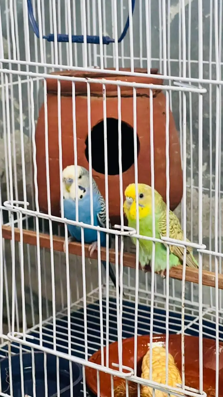 Budgies Pair | With Cage | Breeder Healthy Active | Australian Parrots — photo 3