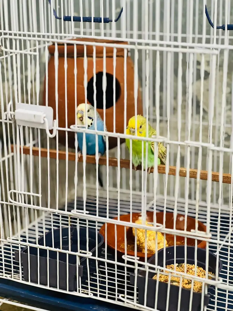 Budgies Pair | With Cage | Breeder Healthy Active | Australian Parrots — photo 4