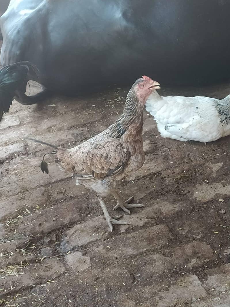 very nice hen 0