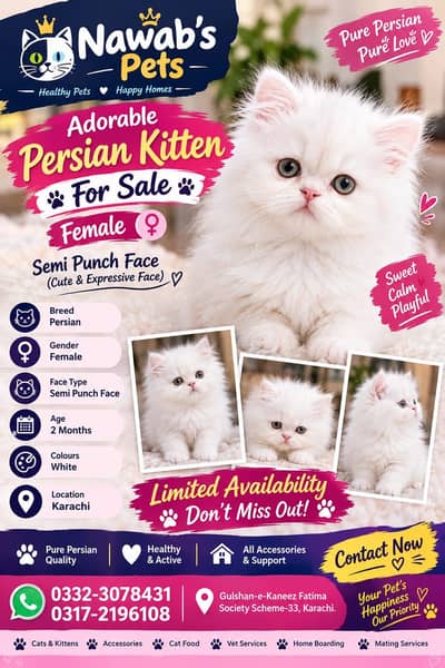 Persian kitten