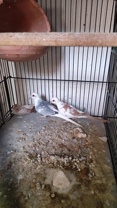 pied dove