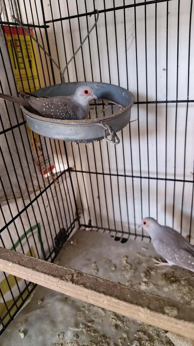 pied dove — photo 2