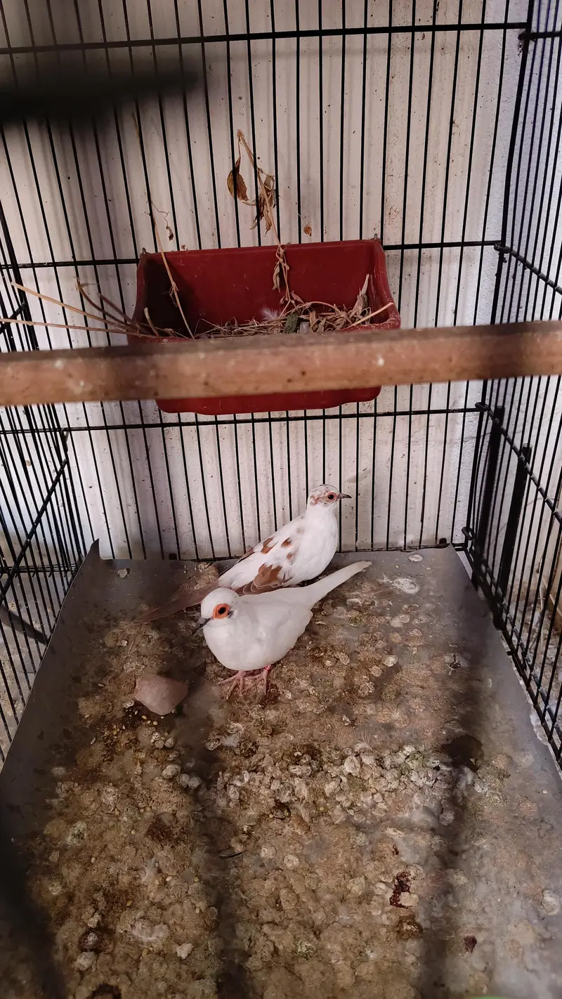 pied dove — photo 3