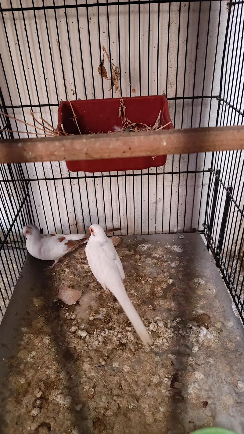 pied dove — photo 4