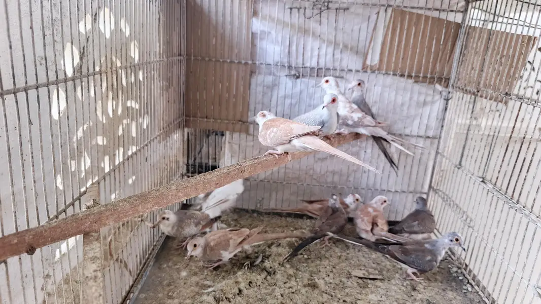pied dove — photo 5