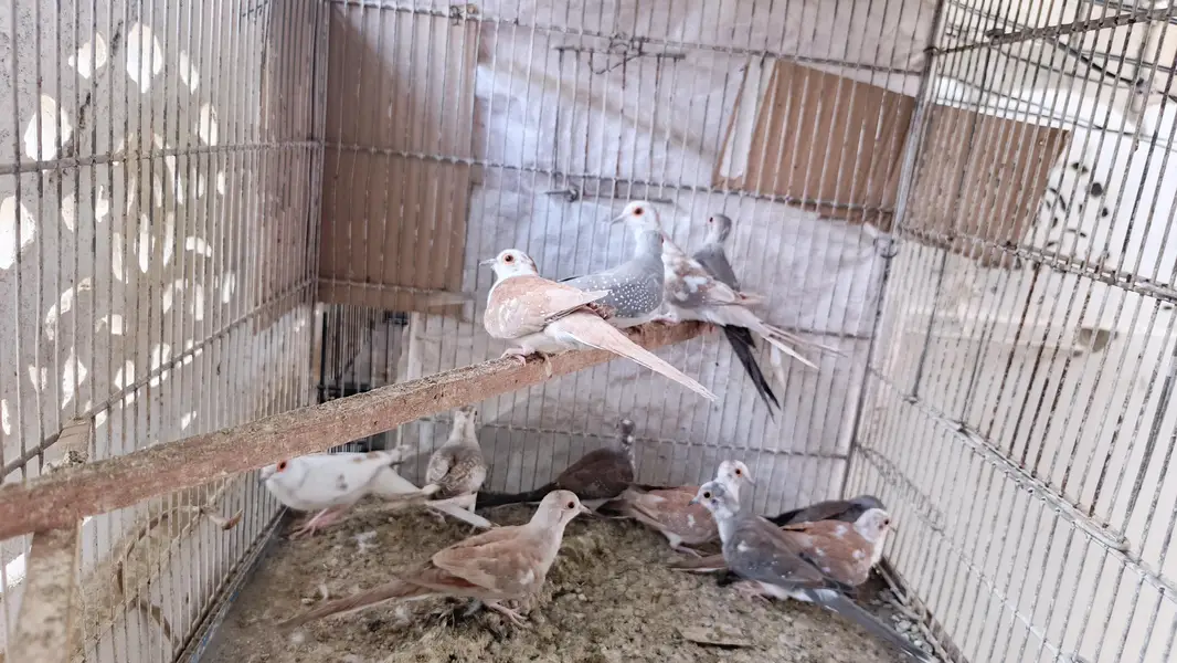 pied dove — photo 6