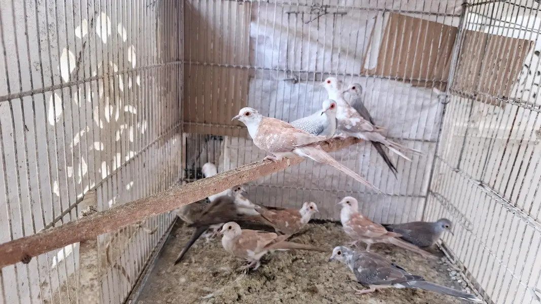 pied dove — photo 7