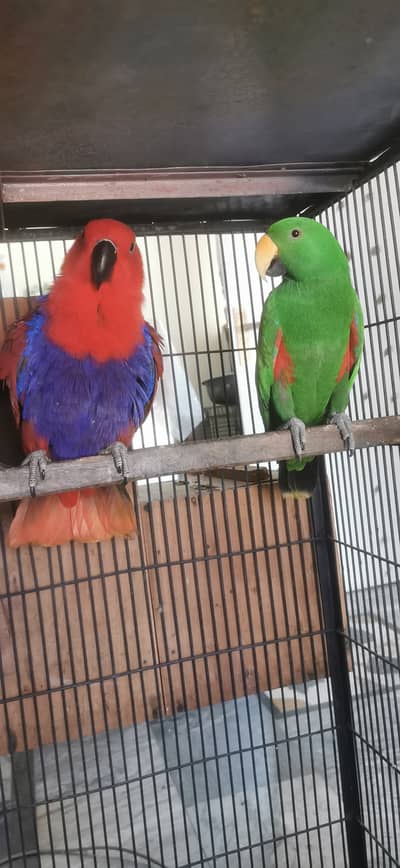 Grand eclectus