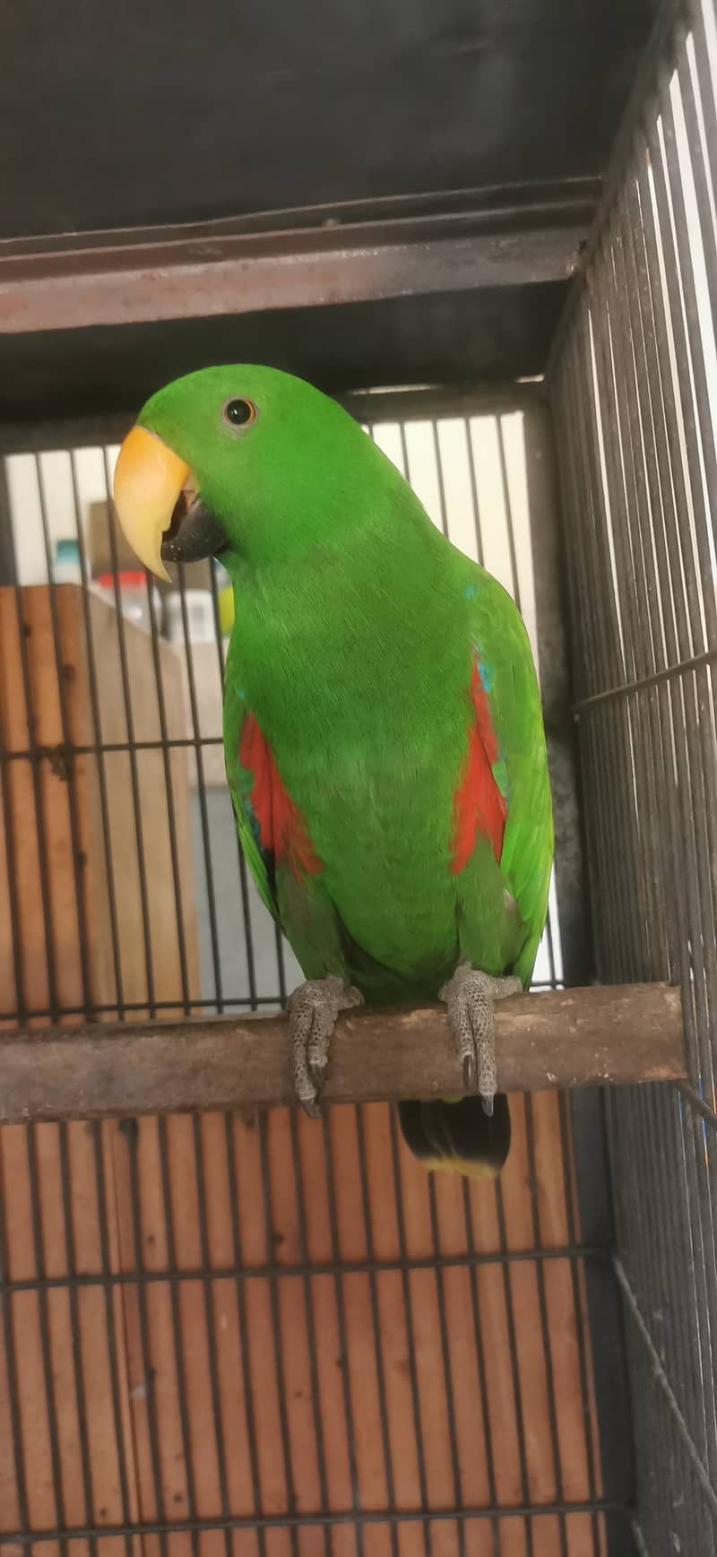 Grand eclectus 1
