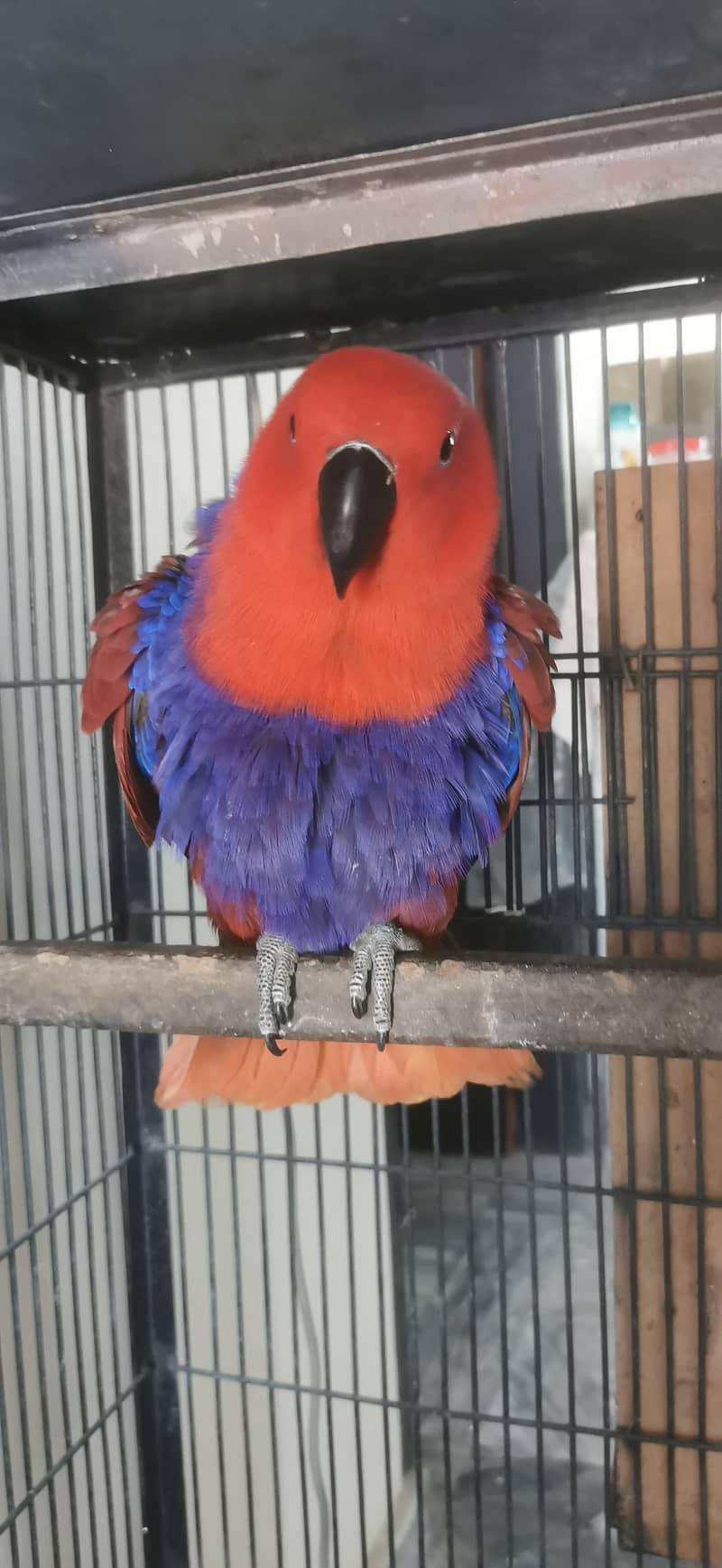 Grand eclectus 2