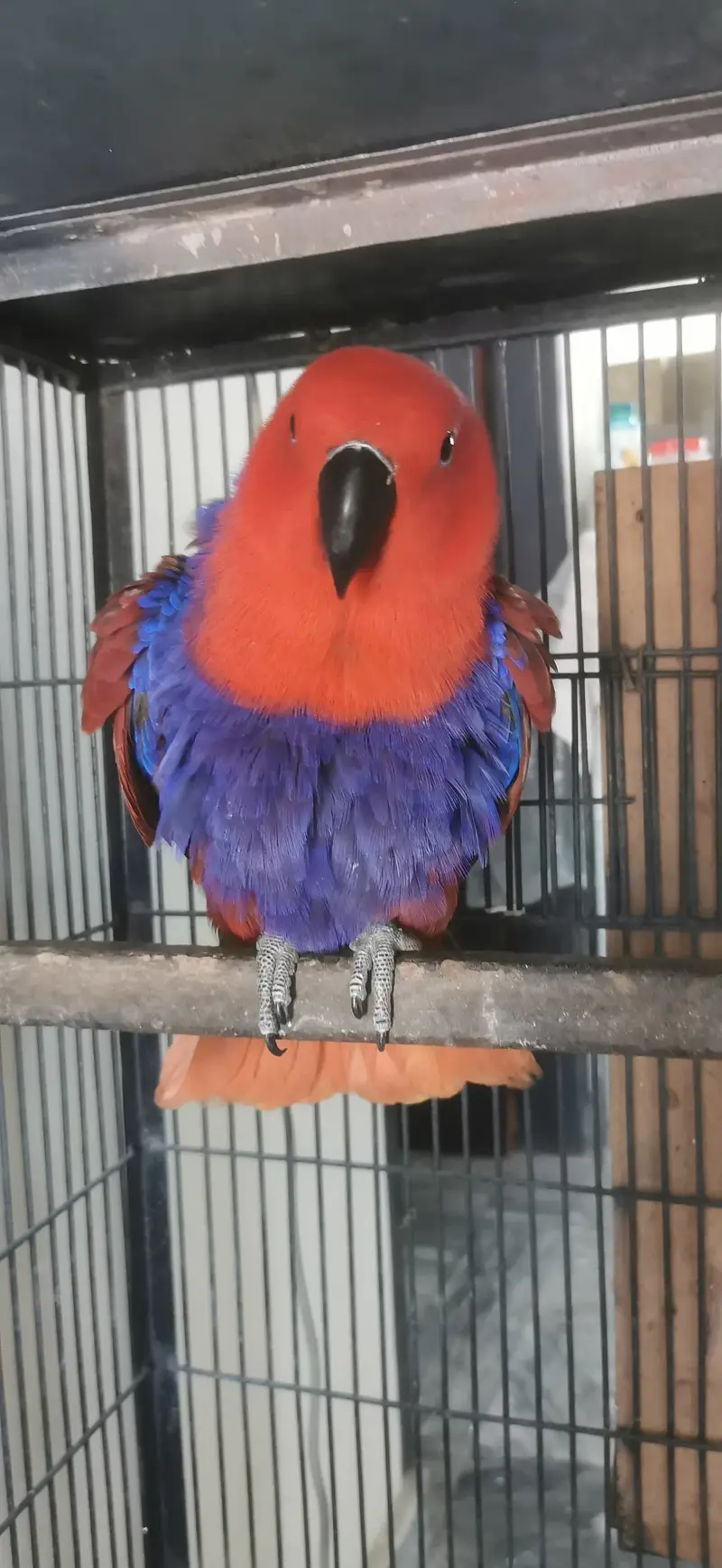 Grand eclectus — photo 3