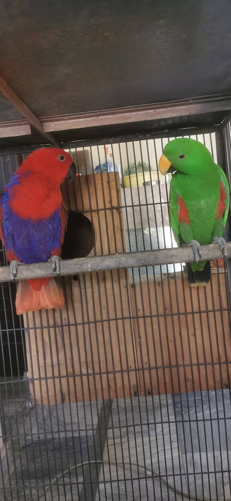 Grand eclectus 3