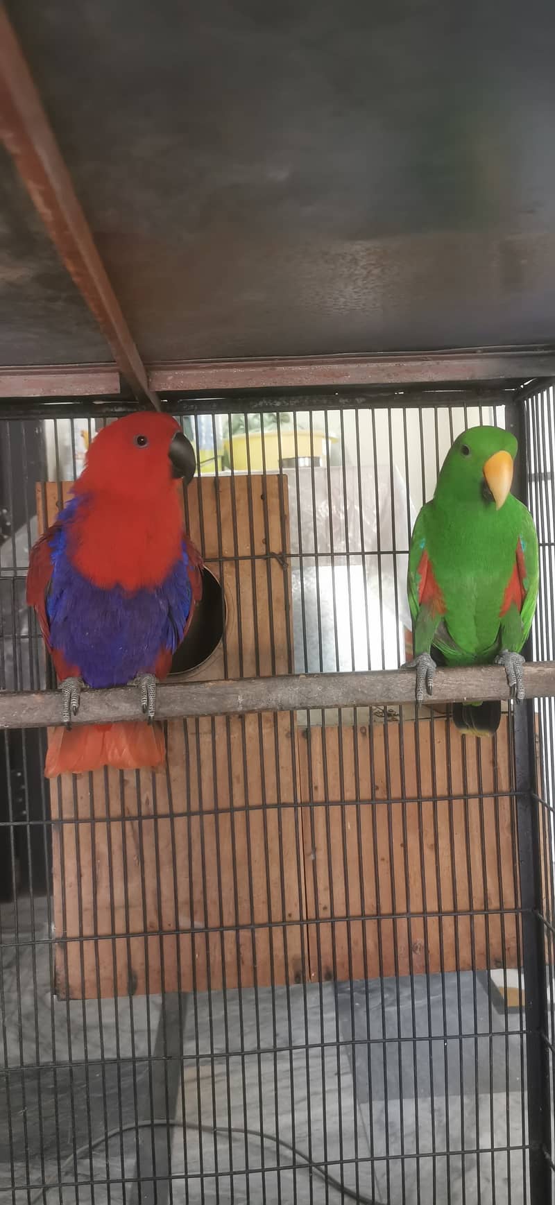 Grand eclectus 4