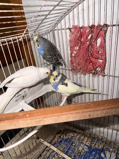 Breeder Australian Budgies Single Piece