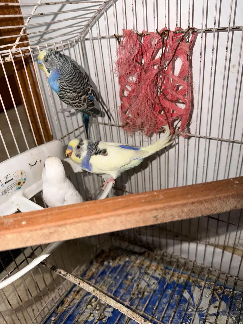 Breeder Australian Budgies Single Piece — photo 4