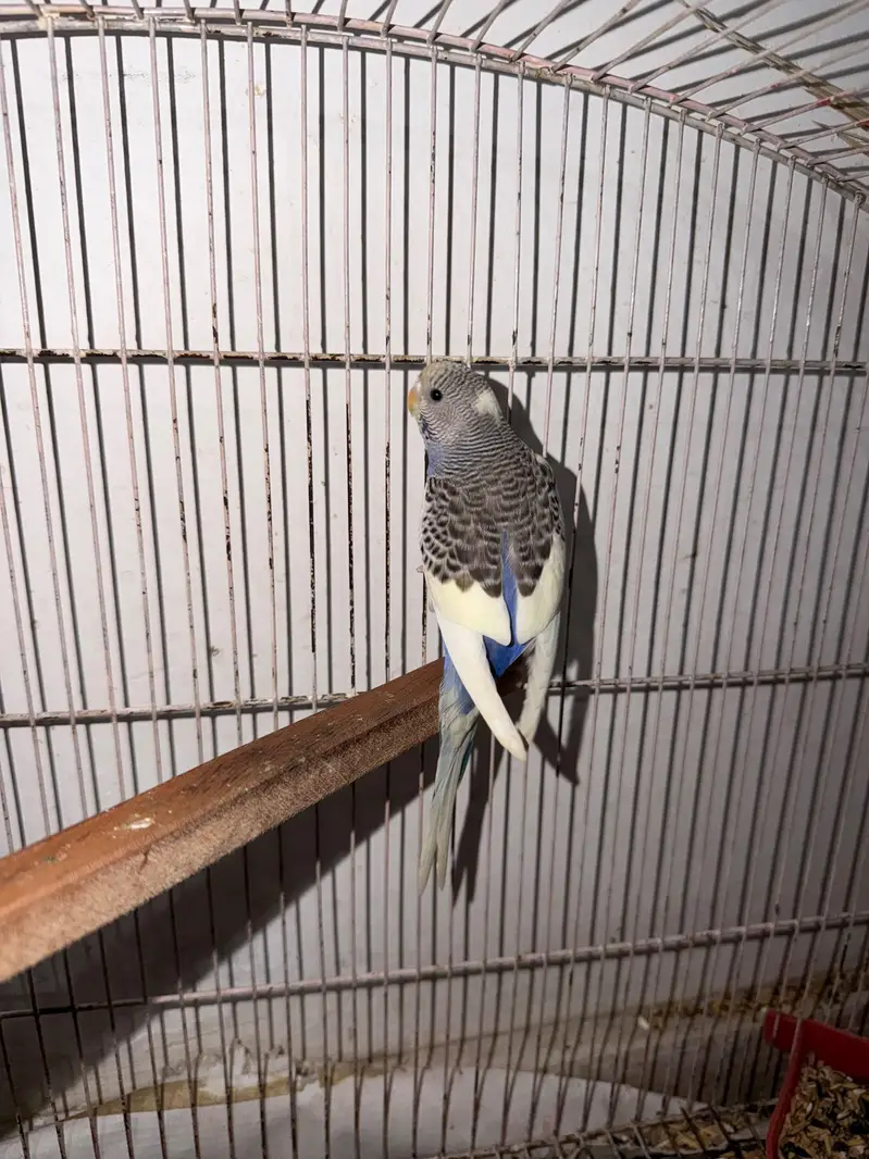 Breeder Australian Budgies Single Piece — photo 6