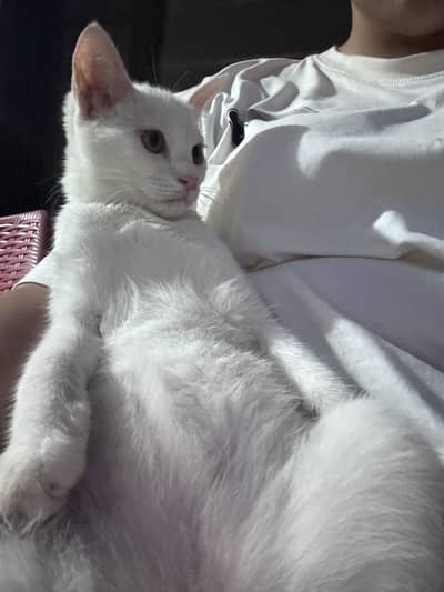 Female Cat Up for Adoption