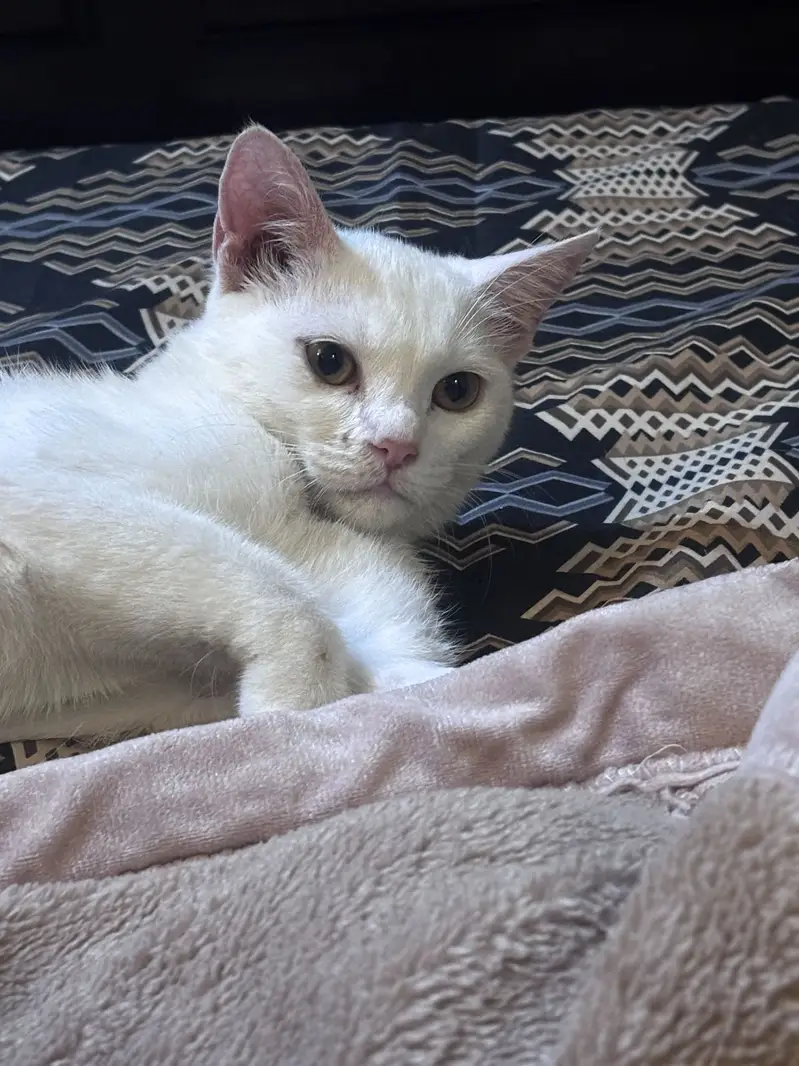 Female Cat Up for Adoption — photo 2