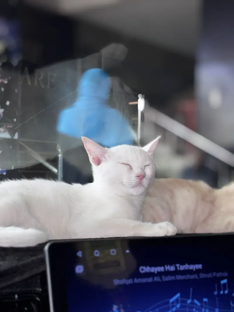 Female Cat Up for Adoption — photo 3