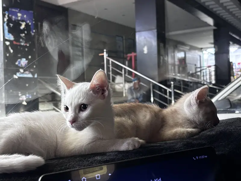 Female Cat Up for Adoption — photo 4