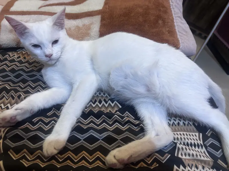 Female Cat Up for Adoption — photo 5