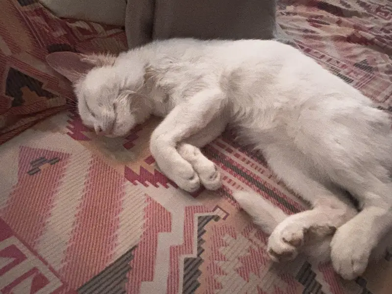 Female Cat Up for Adoption — photo 7