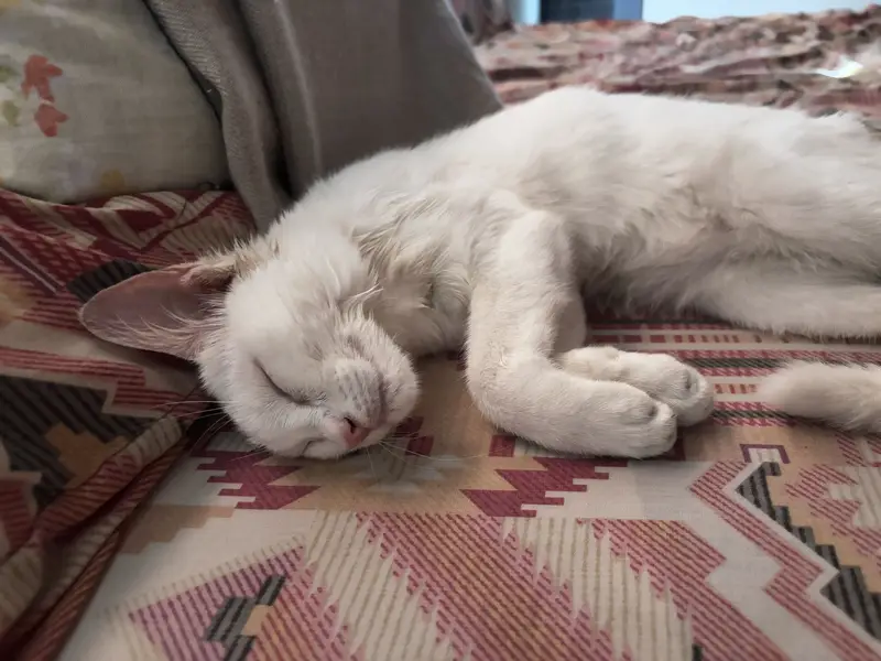 Female Cat Up for Adoption — photo 8
