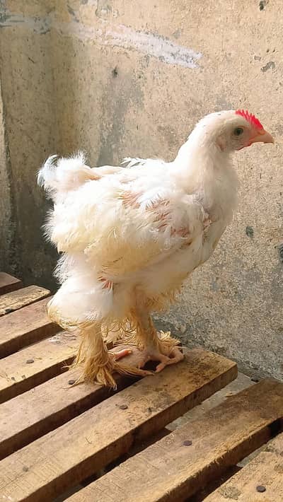 White buff