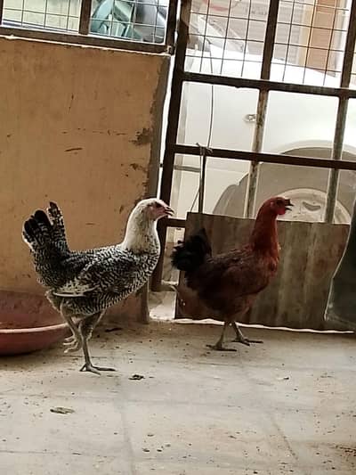 2 Misri murgi available