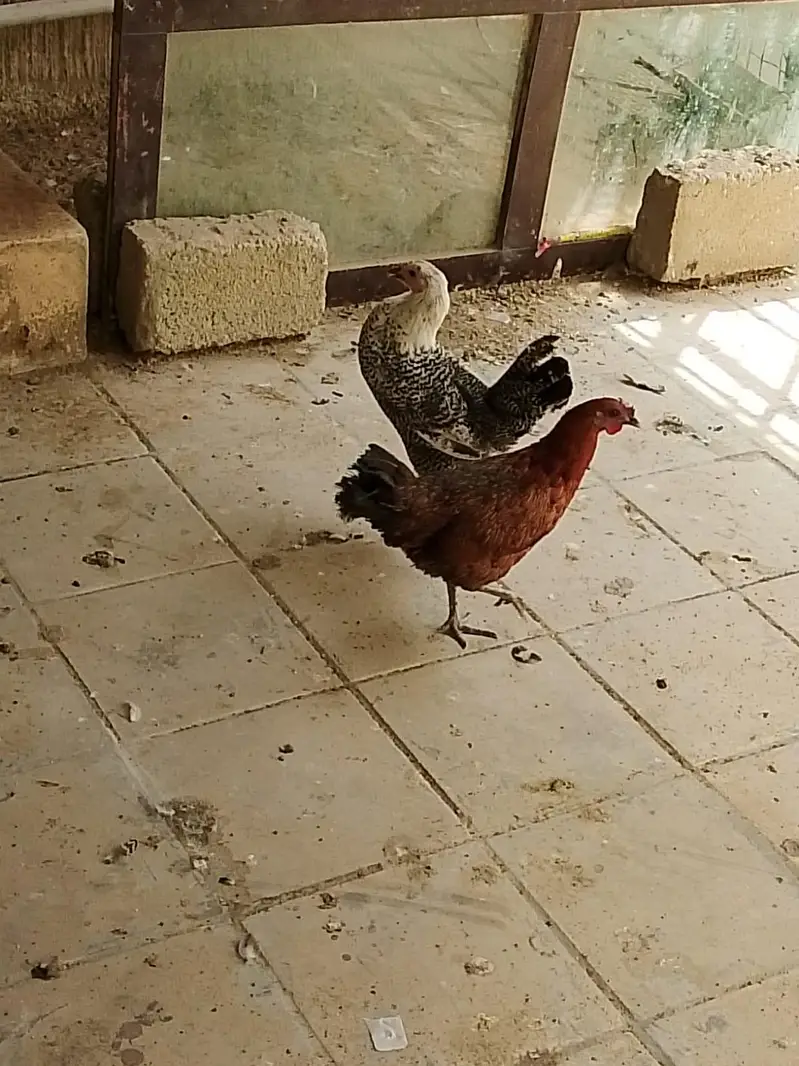 2 Misri murgi available — photo 2