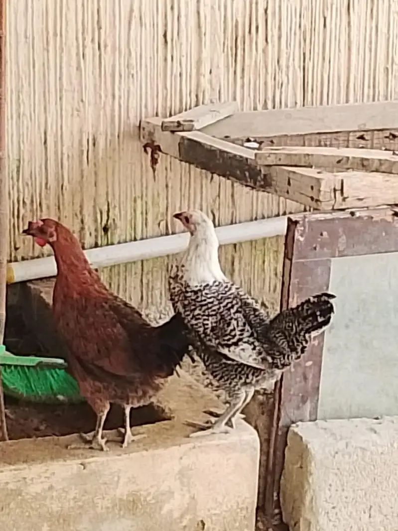 2 Misri murgi available — photo 3