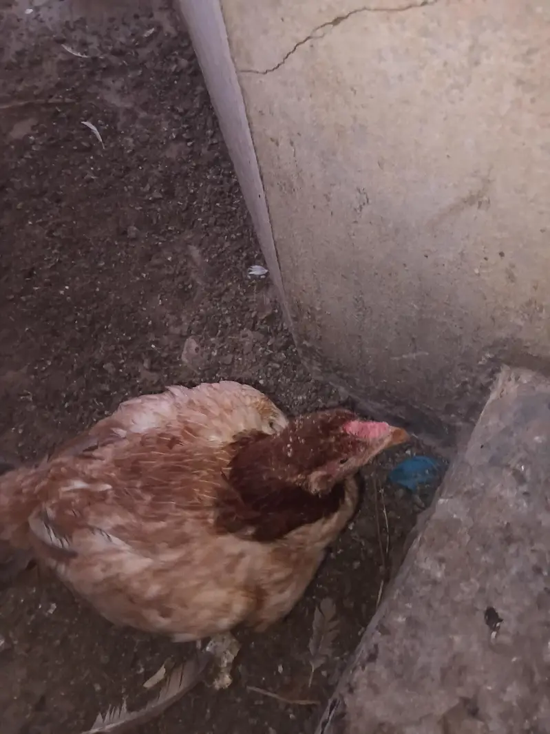 aseel mianwali murgi — photo 5