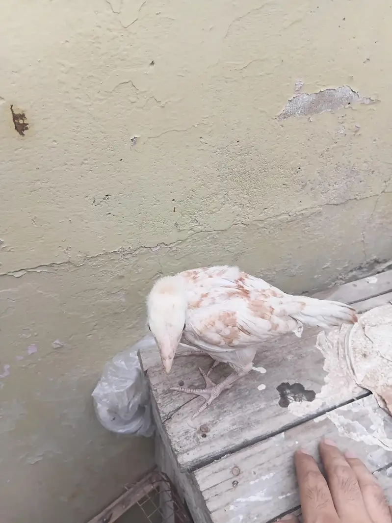 aseel mianwali murgi — photo 12