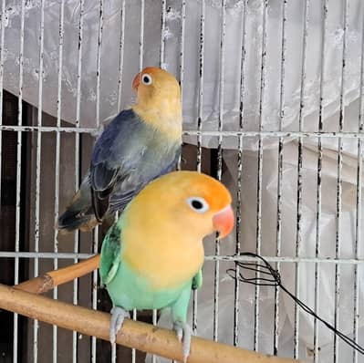 breeder pairs