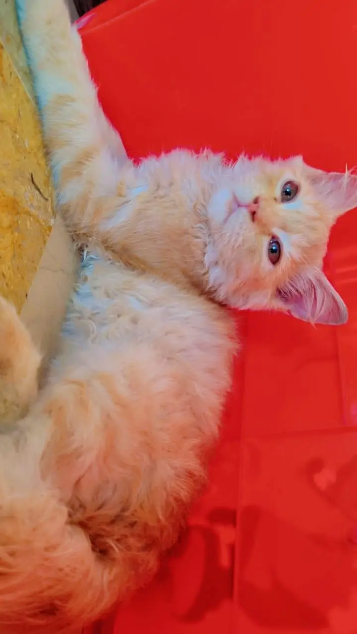 Persian Cat for Sale – Cute & Fluffy — photo 2